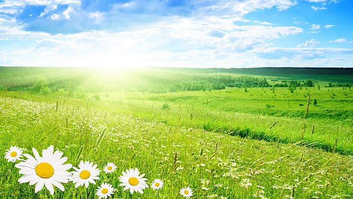 wildflower, spring, sun, sunny, morning, flowers, sunlight, HD wallpaper