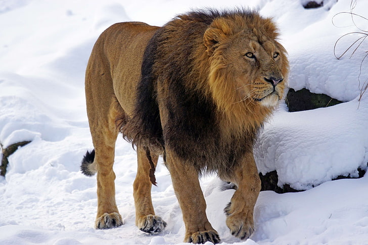 beautiful, cat, cold, dangerous, indian, indian lion, lions mane, HD wallpaper