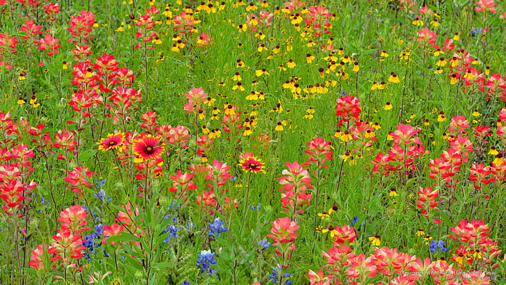 Blossoming Wildflowers, Llano County, Texas, Flowers/Gardens, HD wallpaper