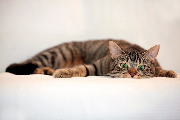 brown tabby cat, eyes, surprise, lie, domestic Cat, pets, animal, HD wallpaper