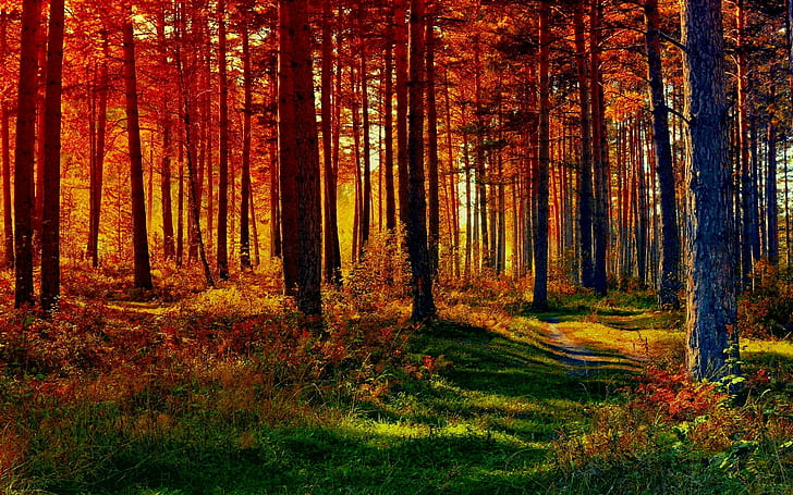 fall images for desktop background, tree, plant, land, forest