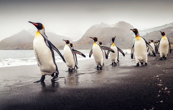 penguins, animals, bird, group of animals, animal themes, animals in the wild, HD wallpaper