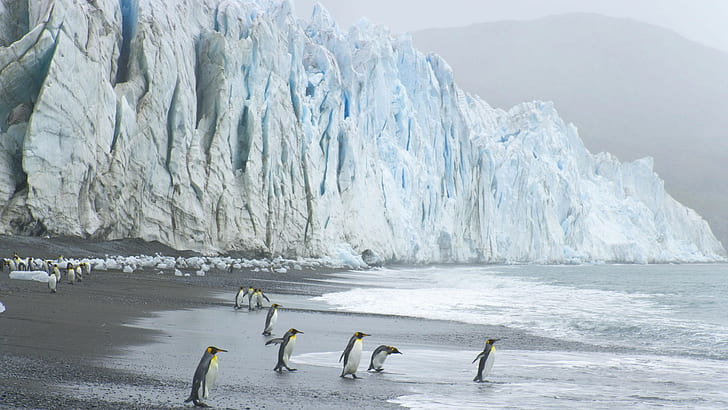 Ice Penguin Bird Beach Ocean HD, animals, HD wallpaper
