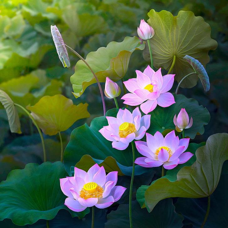 Lotus flower 1080P, 2K, 4K, 5K HD wallpapers free download | Wallpaper Flare