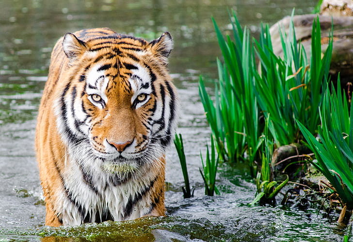 HD wallpaper: Bengal tiger | Wallpaper Flare