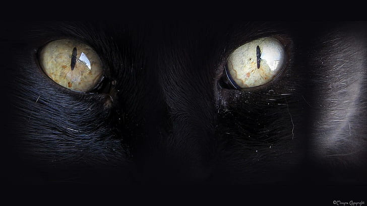 Deep Glance Of My Cat Owen, black, eyes, animal, animals, HD wallpaper