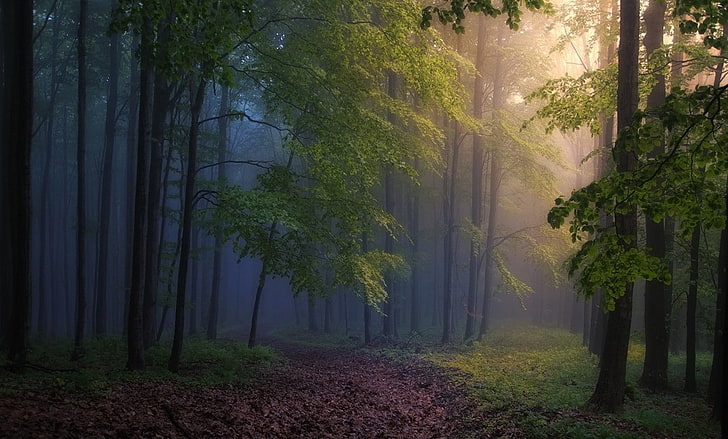 morning, forest, mist, path, trees, sunbeams, sunlight, nature