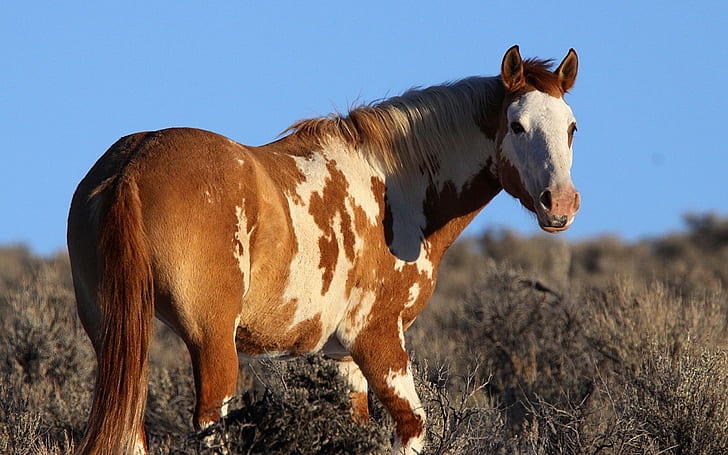 Wild Pinto, brown and white horse