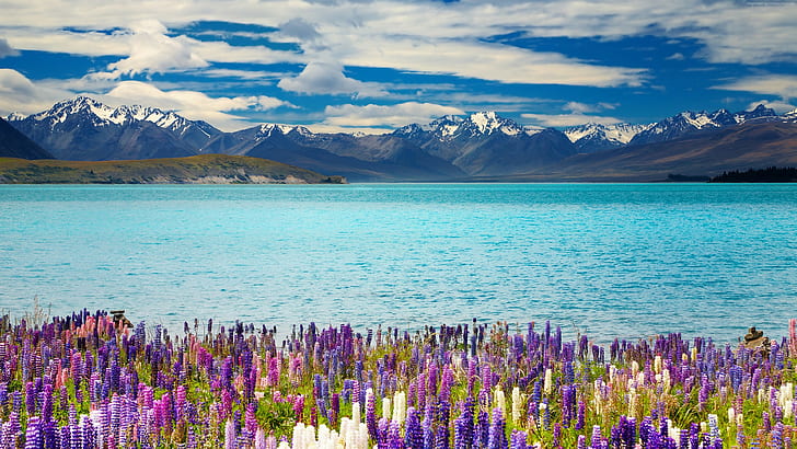 4k, flower, Lake Tekapo, New Zealand, mountains, HD wallpaper