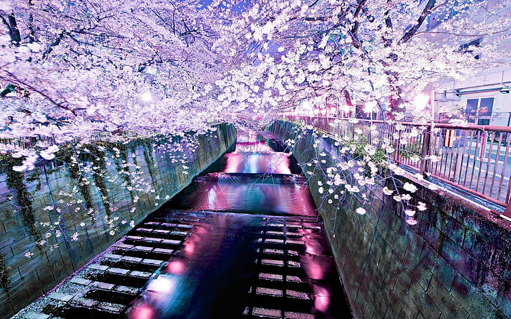cherry tree and canal, river, cherry blossom, nature, flower, HD wallpaper