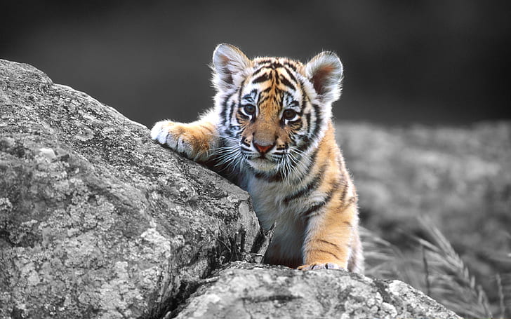 Tiger Cub Tiger Cub Colorsplash HD, animals, HD wallpaper
