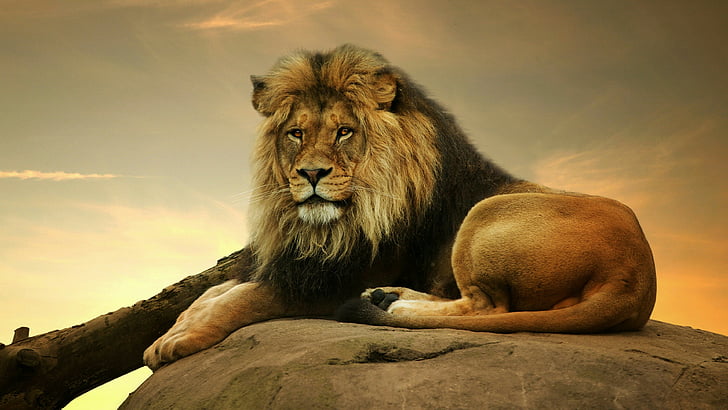 lion, wildlife, mammal, terrestrial animal, big cat, mane, whiskers, HD wallpaper