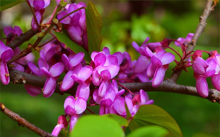 branches, Spring, Flowering, Purple flowers, The European Barannik, HD wallpaper