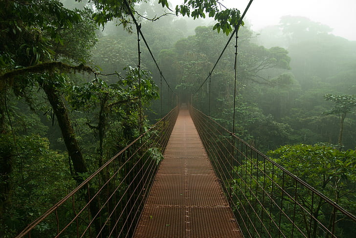 trees, Costa Rica, mist, rain, jungle, bridge, nature, HD wallpaper