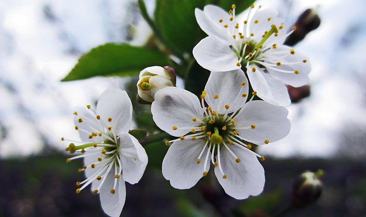 white flowers, photography, macro, cherry blossom, closeup, plants, HD wallpaper