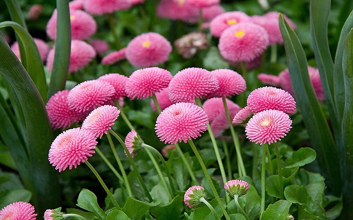 Flower Pink Daisy Monterosa (bellis Perennis) Perennials Plants Wallpaper High Resolution 3840×2400