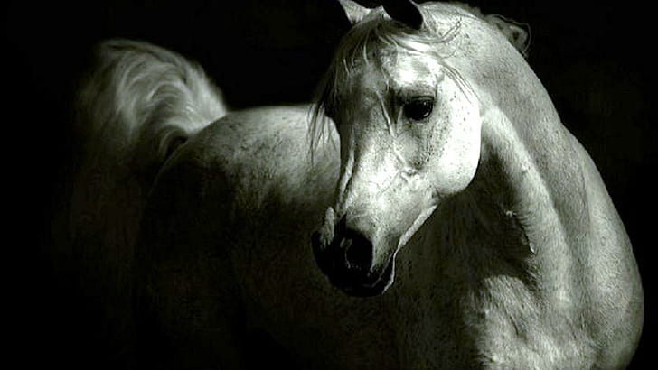 The Grey Arabian, white horse, pets, animals, ponies, nature, HD wallpaper