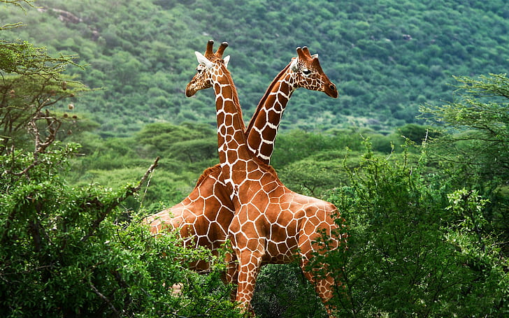 African savanna giraffes, two giraffe