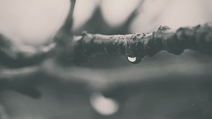 grayscale photography of moist on twigs, water drops, macro, branch