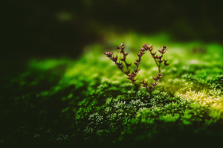 green leafed plants, branch, tiny, macro, growth, selective focus, HD wallpaper