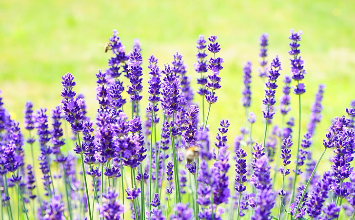 Purple Lavender, purple lavender flowers, Seasons, Spring, Nature, HD wallpaper
