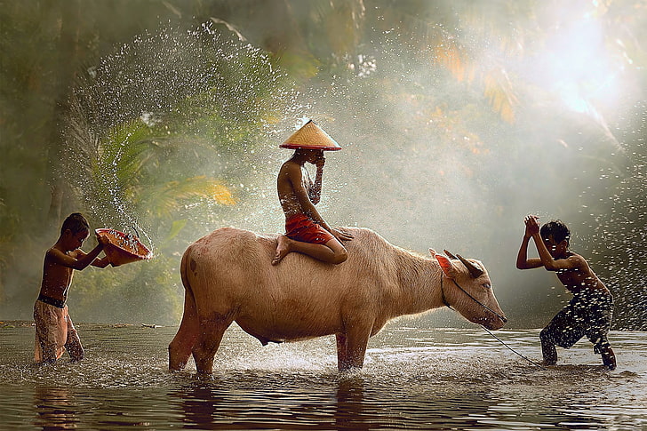 men's red shorts, three boys playing with water buffalo during daytime