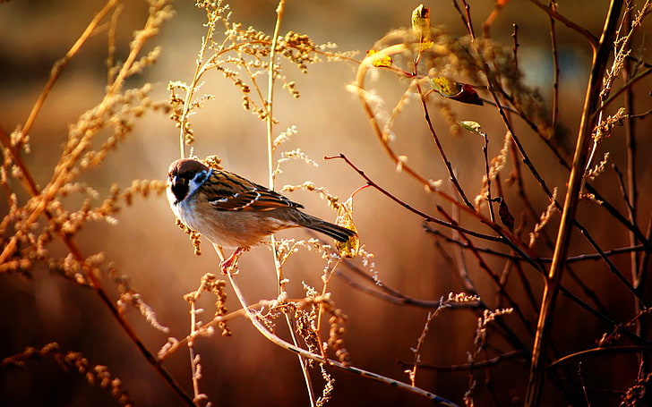 brown sparrow, Sparrow bird perched on leave at daytime, animals, HD wallpaper