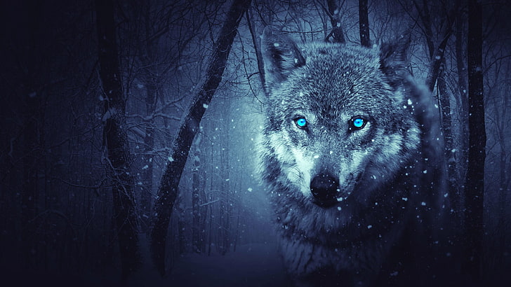 wolf, winter, fantasy, forest, snowing, wild animal