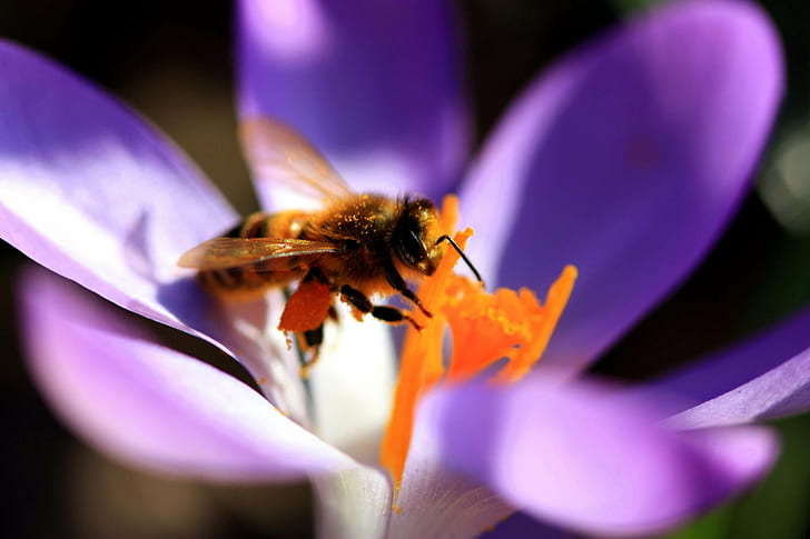 selective focus photography of bee on purple petaled flower, honey bee, crocus, honey bee, crocus, HD wallpaper