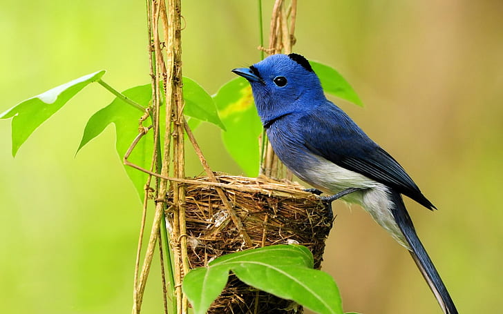 Blue bird's nest