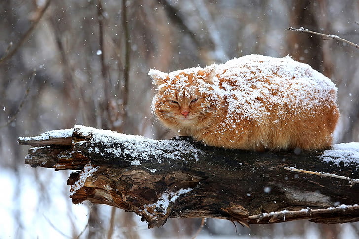 cat, snow, winter, outdoors, animals, HD wallpaper