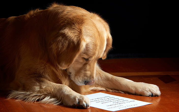 Dog reading the letter, brown long fur medium dog, animals, 2560x1600, HD wallpaper
