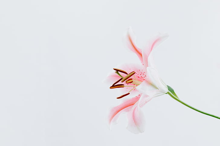 flower petals, flowers, minimalism, white, white background, HD wallpaper