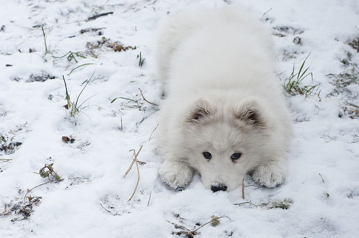 Canine, dog, dogs, samoyed, snow, cold temperature, winter, HD wallpaper