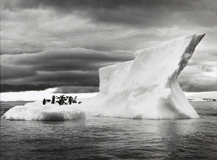 nature landscape animals ice penguins iceberg monochrome sebastiao salgado antarctica sea clouds photography