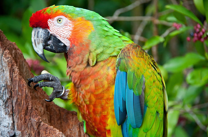 Parrot  HD, Bird, bright, colorful, HD wallpaper