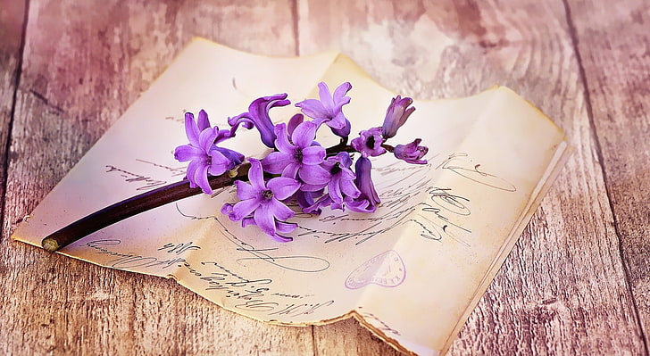 Fresh Hyacinth On Table, purple hyacinth flower, Vintage, Blue