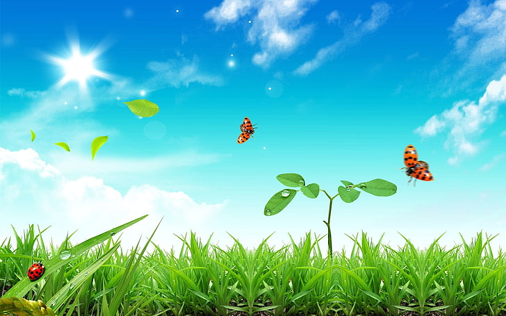 three ladybugs, grass, plant, sky, nature, green color, cloud - sky, HD wallpaper