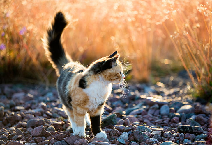 Calico Cat walking on gray stone field during daytime close-up photo, HD wallpaper
