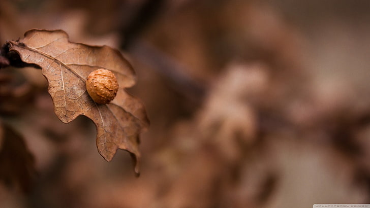 round brown insect on brown leaf wallpaper, selective photo of brown leaf, HD wallpaper