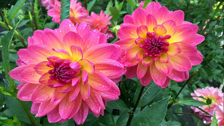 Dahlia Mystic Pink Yellow Garden Plants Ultra Hd Wallpapers For Desktop Mobile Phones And Laptop 3840×2160