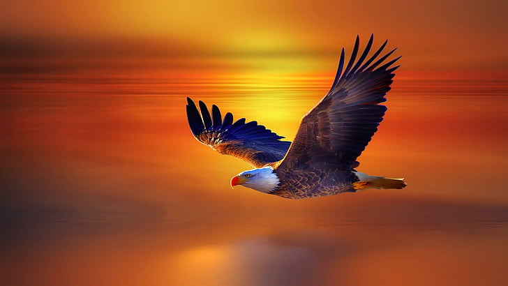 eagle, sunset, horizon, fly, bird, beak, bird of prey, sky, HD wallpaper