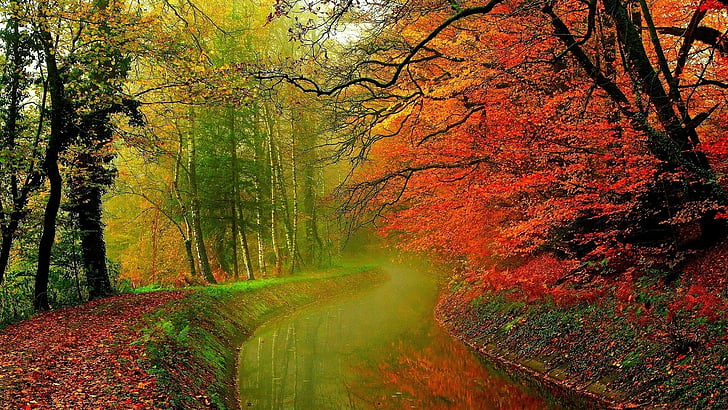 HD wallpaper: nature, season, landscape, maple, tree, autumn, forest ...