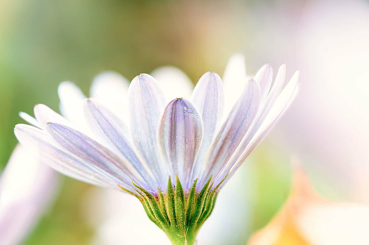 macro photography of pink and white flower, daisy, daisy, flower  flower