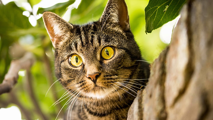cat, whiskers, eyes, cat eyes, mammal, tabby cat, close up, HD wallpaper