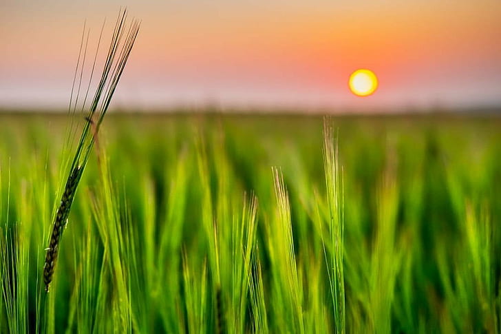 selective focus wheat plat with sun background, corn, grass, corn, grass