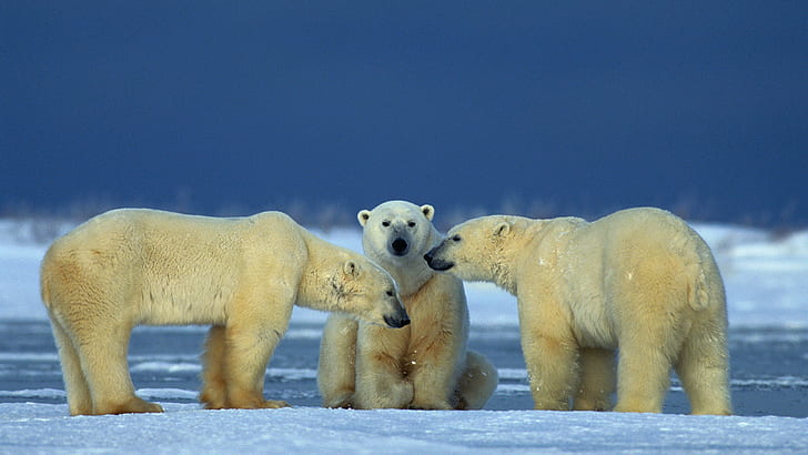 Male Polar Bears Can Mate With More Than One Female Competition Among Male Bears, Often Resulting In A Struggle Between Them