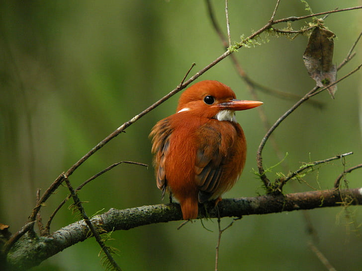 selective focus photo of brown bird on tree branch, mantadia national park, madagascar, mantadia national park, madagascar