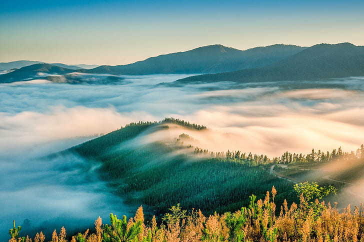 green and black mountains covered by fogs at daytime, parrot, parrot, HD wallpaper