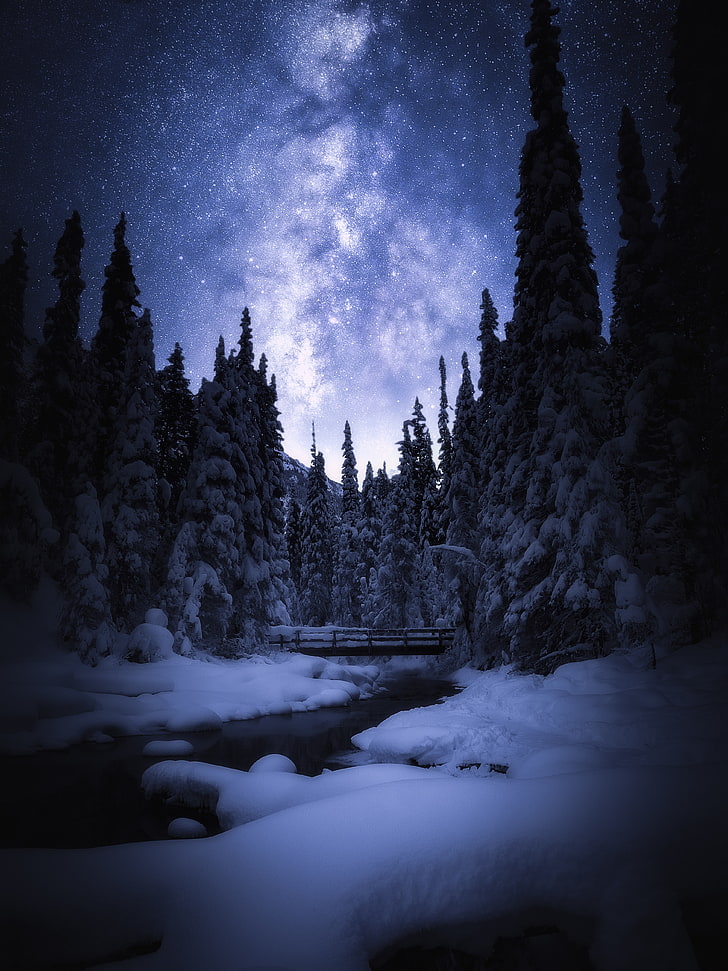 Night, Snow, Winter, Banff National Park, Starry sky, 4K, Pine trees